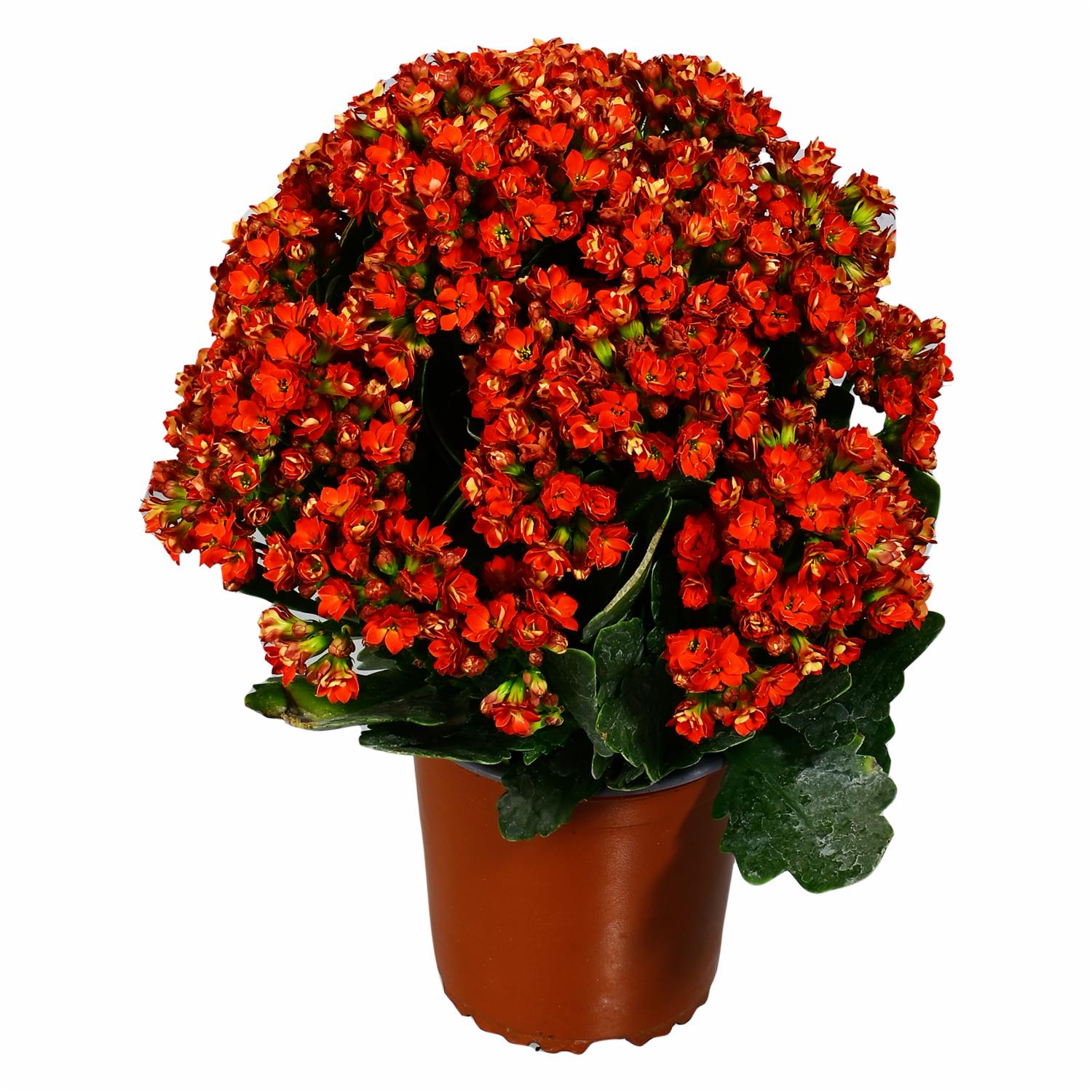 Kalanchoe Planta ECUABOUQUETS 20 X 45 Cm