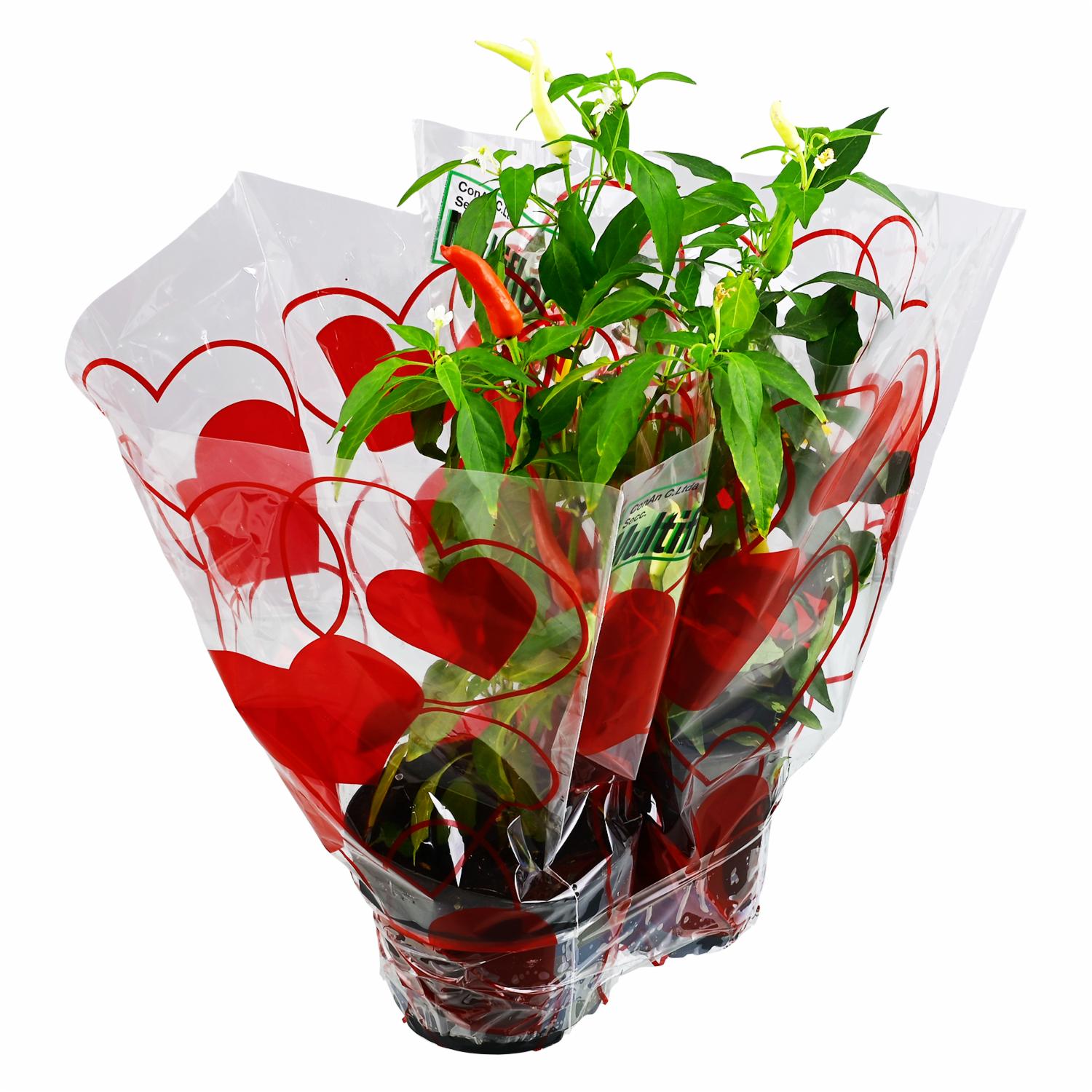 Duo Ají Adorno MULTIFLOR Unidad