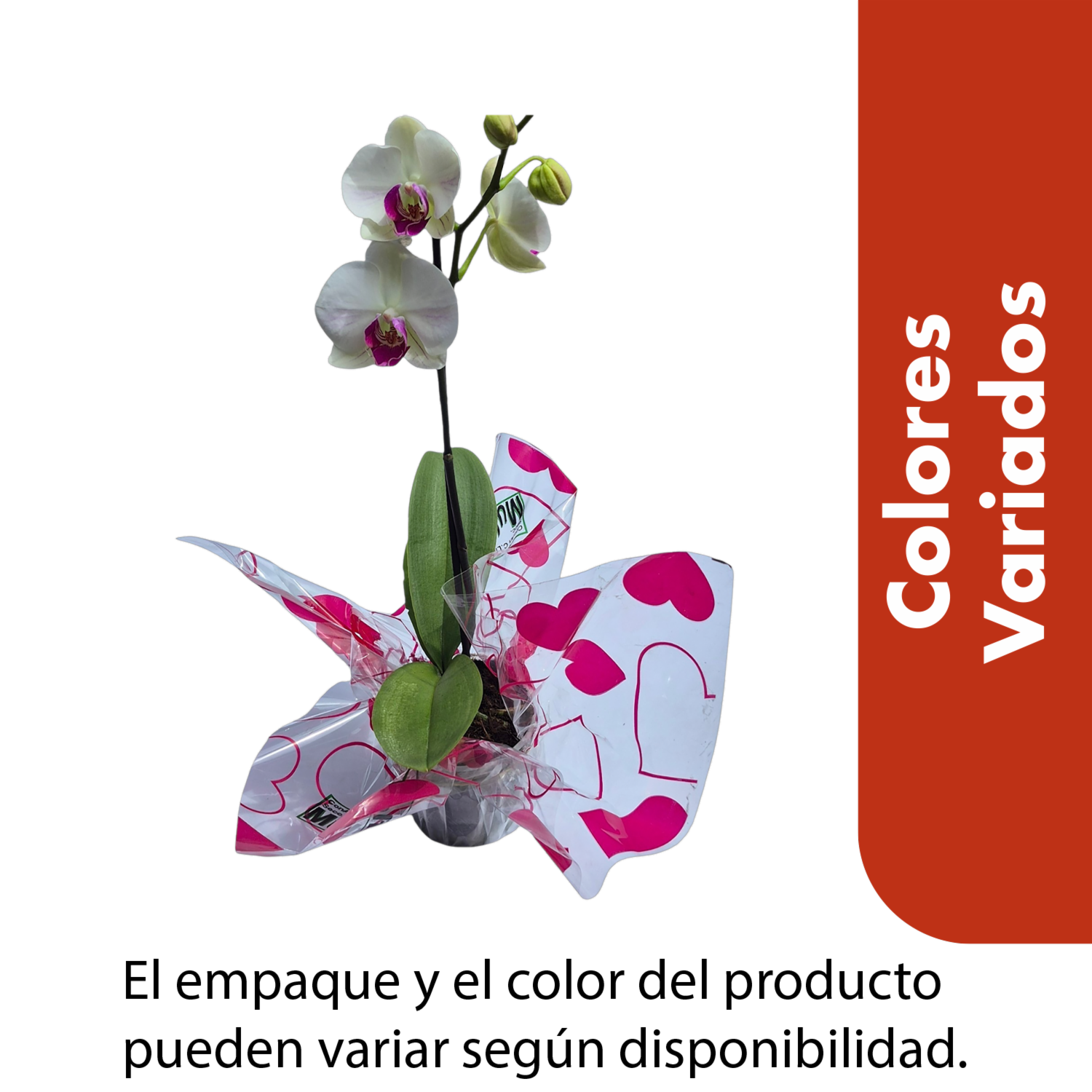 Orquídea Pequeña Tonalidades Blancos Variados CONAN Unidad